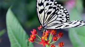 &quot;Online Flower Delivery Washington Dc